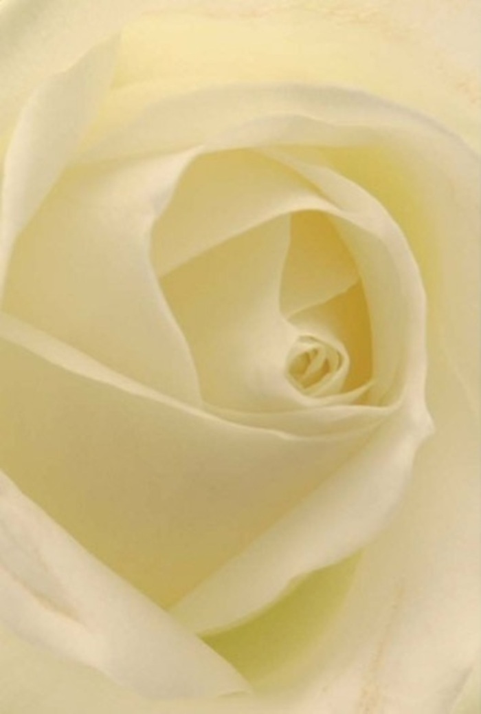This classic white rose, viewed from a close angle, embodies tranquility and refined beauty, unfurling in delicate spirals that mirror the calm of West Brompton's quieter lanes. The layered petals exhibit shades of soft white merging effortlessly with gentle creams, their interplay illuminated as if light itself flows through the bloom-reminiscent of a softly lit morning by the gardens of Nevern Square. Hints of luminous ivory play against shadow, revealing the intricate craftsmanship of a florist attuned to the nuances of both nature and community. The rose's spiraled core conveys purity, an enduring resilience quietly nestled at the heart of each bloom. Such a composition is more than visually stunning; it is ideal for those significant, heartfelt moments-for romantic declarations inspired by a stroll down Seagrave Road, for apologies spoken with sincerity, or as the centerpiece of an elegant wedding in the West Brompton area. The scent suggested by this rose is gentle and clean, a serene note that lingers in the imagination, soothing and appropriate for any occasion requiring grace. In every artfully arranged petal lies the wisdom of nature guided by the loving hands of a local florist, making each bouquet a true reflection of West Brompton's signature warmth and authenticity.